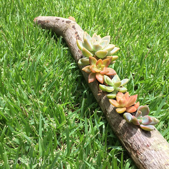 Succulents planted in a branch